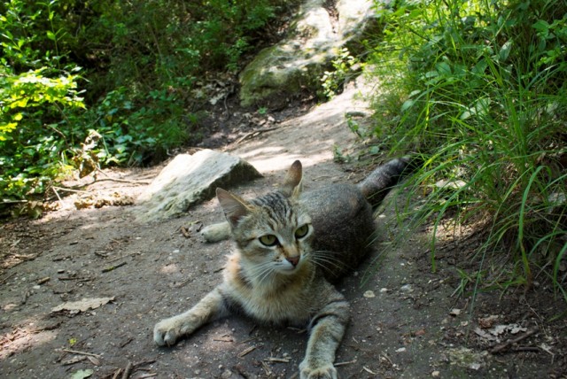 Котовторник 31.07.2012 г.