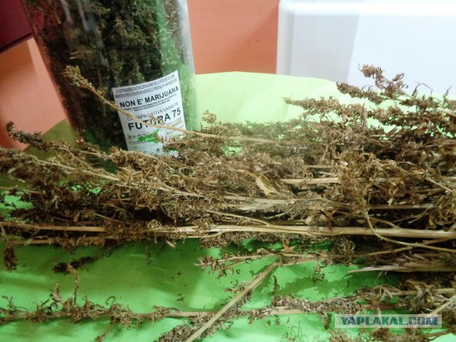 Конопля с грибами