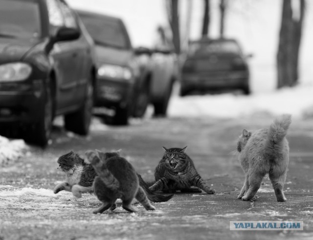 С Днём кошки!