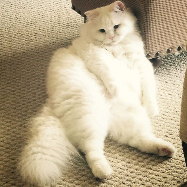 Забавные фото котеек