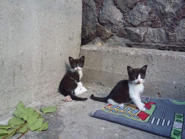 Забавные фото котеек