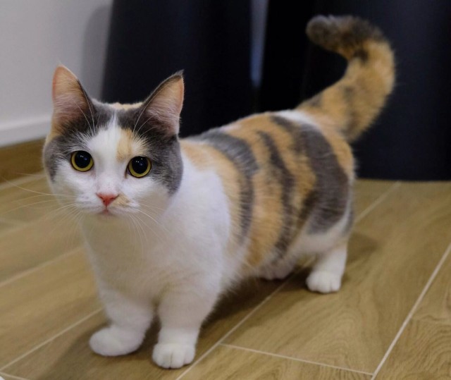 Котофеев пост