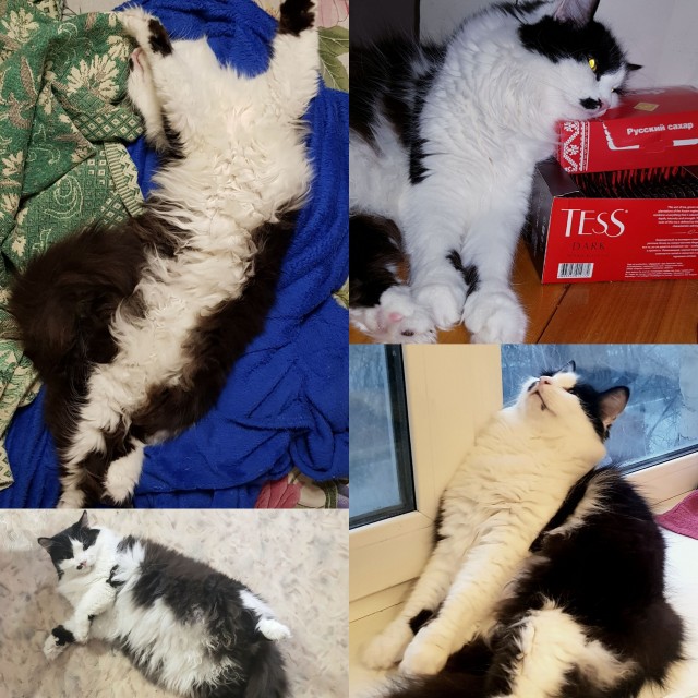 Коты, которые нас порадовали!