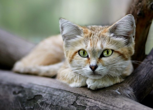 Про котов