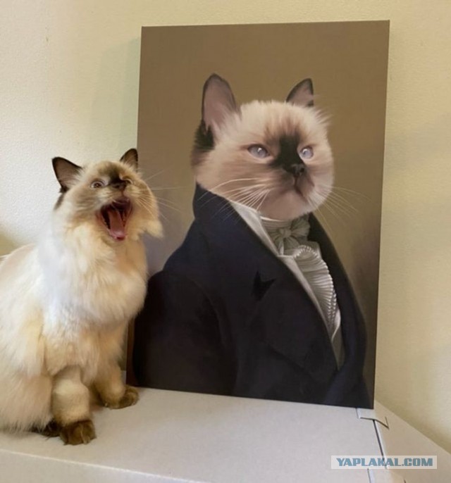 Котовторник?! Коты во вторник!