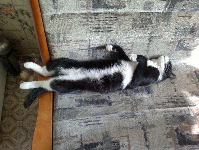 Смешные коты 25.08.20