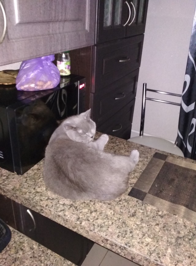 Фотографии, которые доказывают, что кошки самые большие сволочи