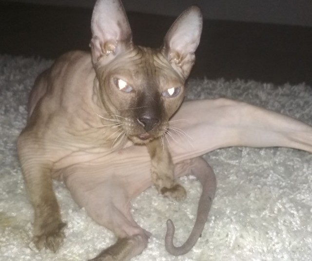 Котовторнику посвящается