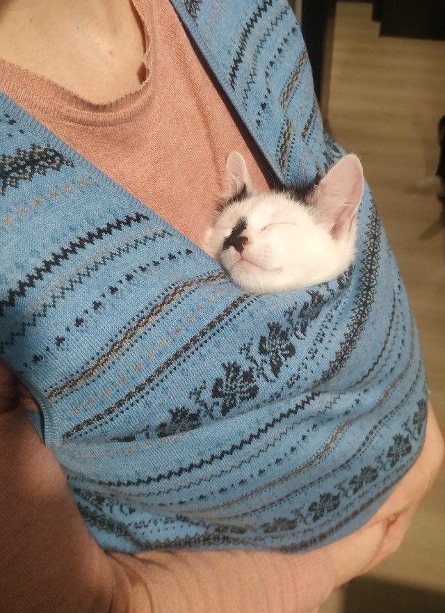 Котовторник. Добавляйте своих