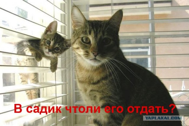 Котята изучают законы физики на практике