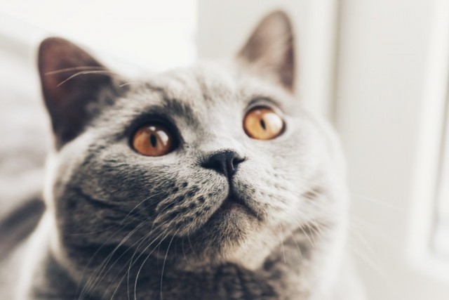 Разные котики