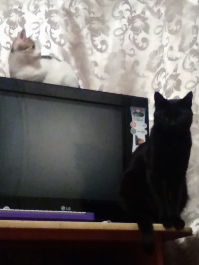 Котовторник так котовторник