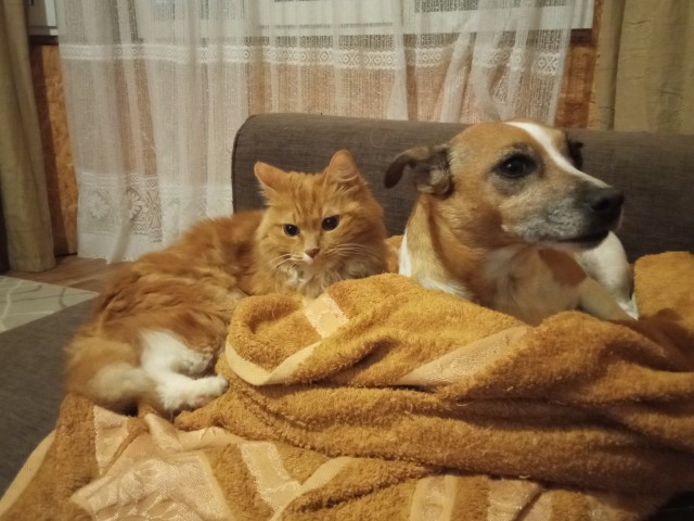 Собакочетверг