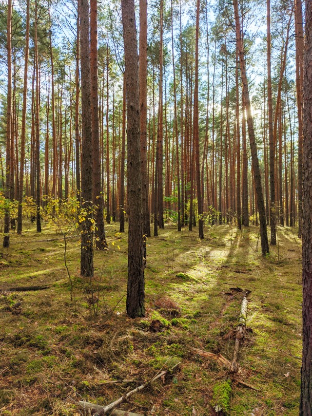 Мое небольшое увлечение. Мобильная фотография