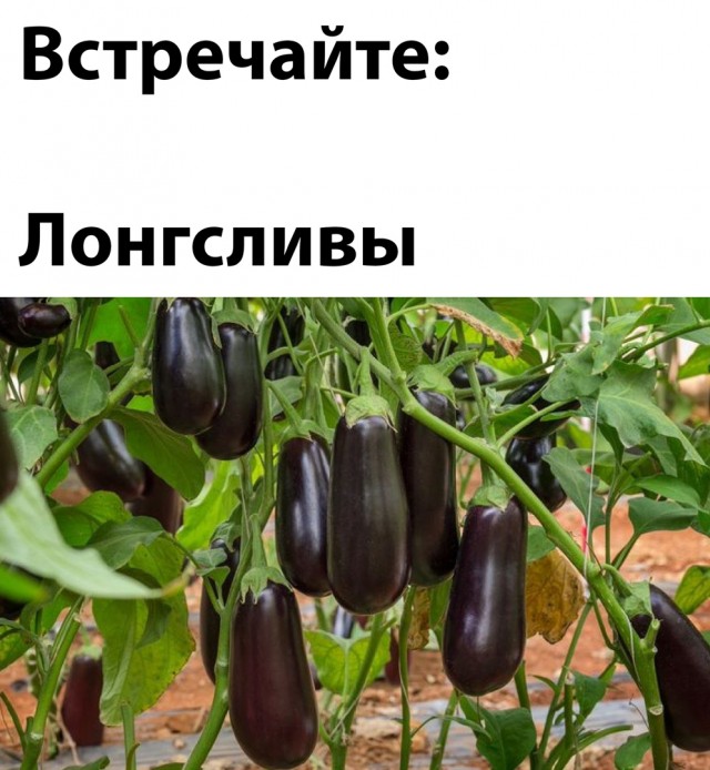 Забавные комментарии из социальных сетей (18.04.22)