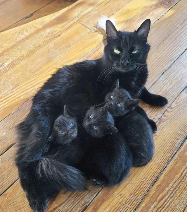 А вот и котовторник 24.05.2022