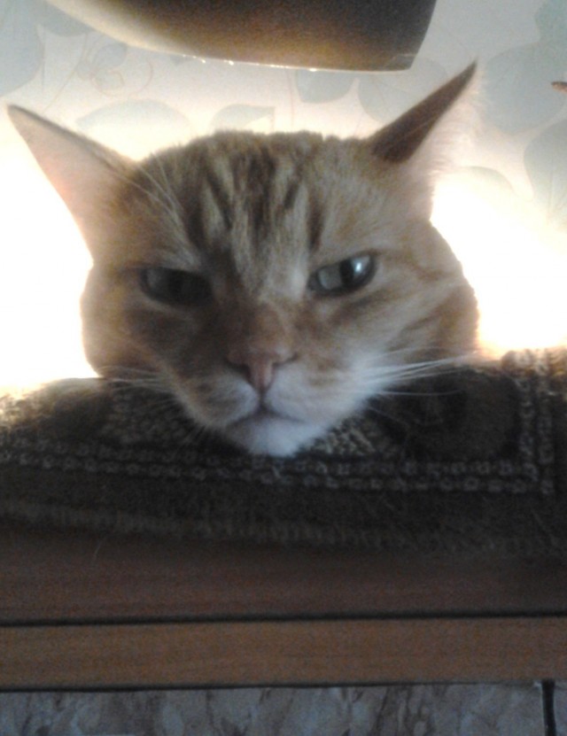 К котовторнику