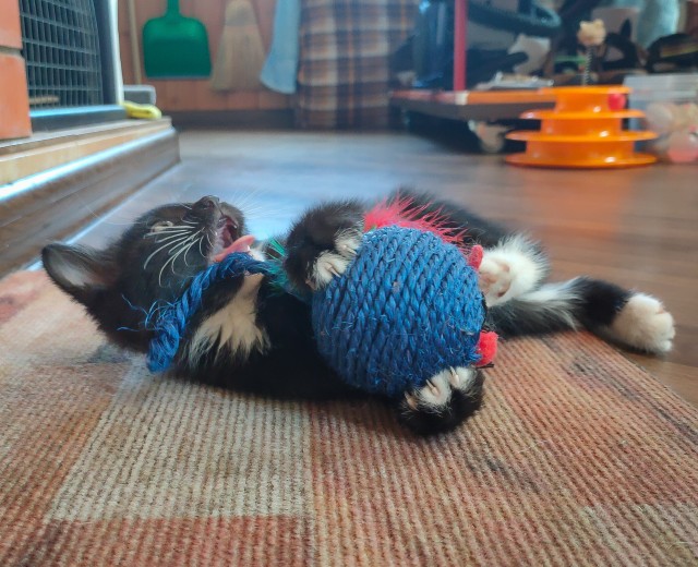 На котовторник