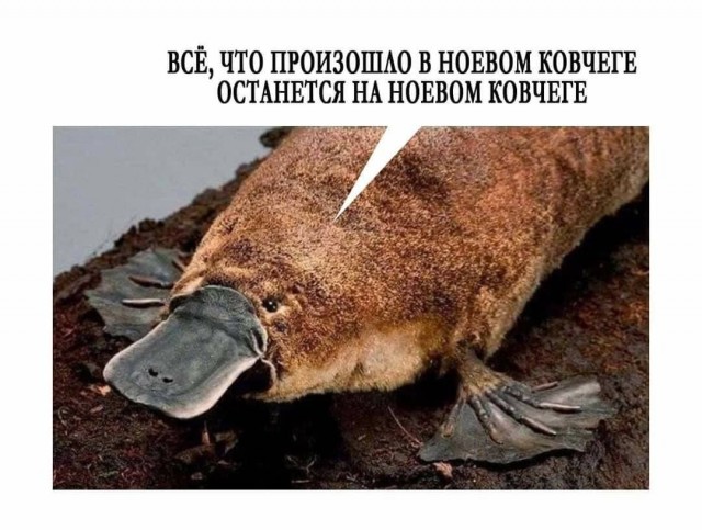 "Утконос сопит в пруду". Замглавы администрации Херсонской области Стремоусов прочитал стих