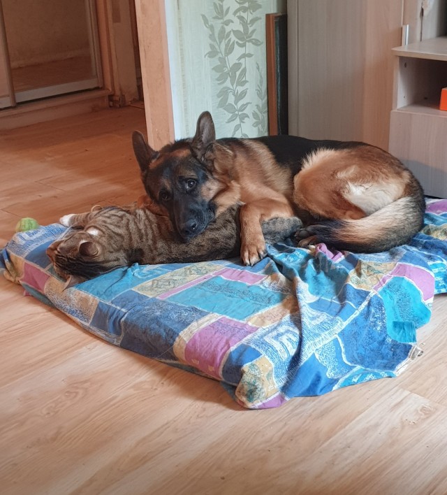 Как собакочетверг встретился с котовторником