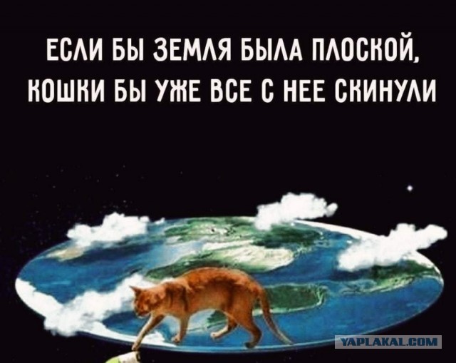 Котоюмор на ЯП. Веселые кото-картинки!