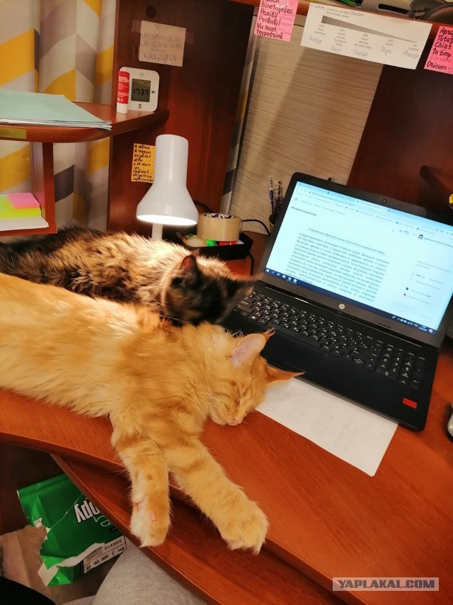 Котодракула