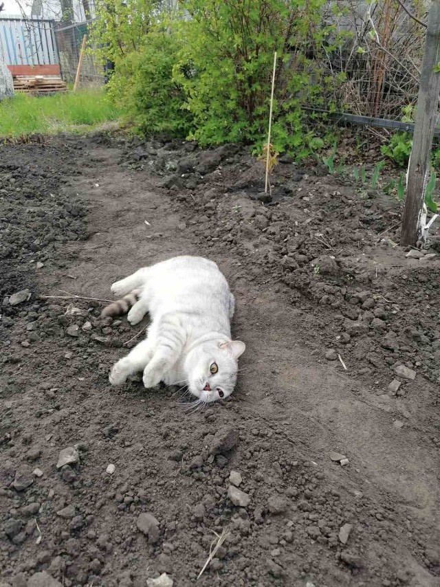 Сегодня всемирный день кошек!