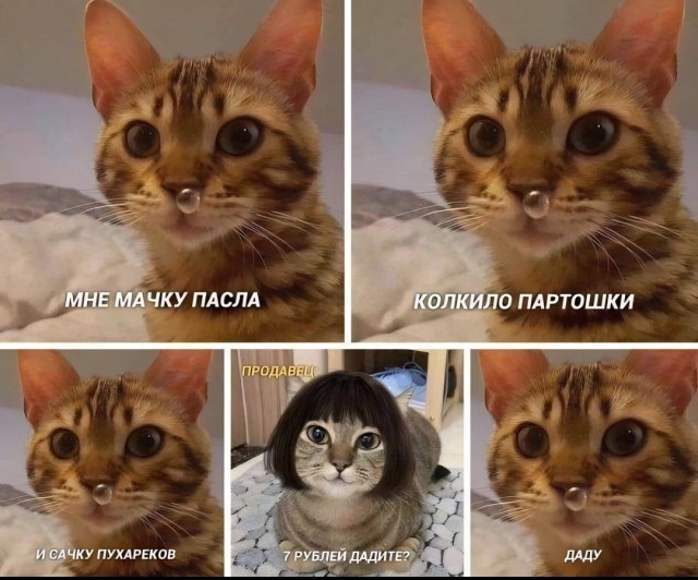 Котомемы 29.09.23