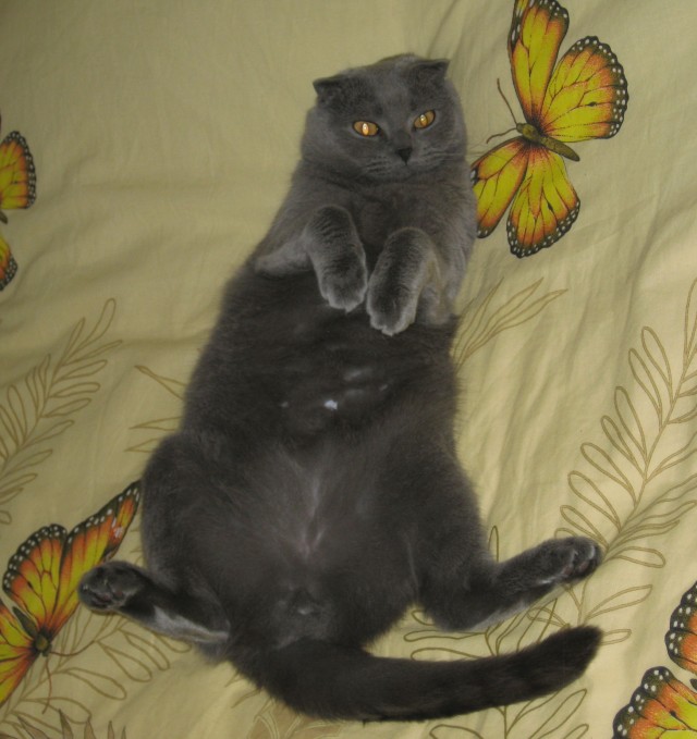 Котовторник 30.04.2013