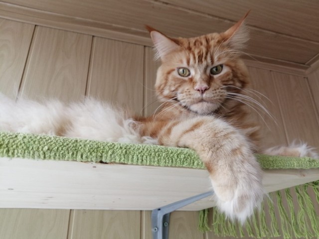 Быстрорастущий кот