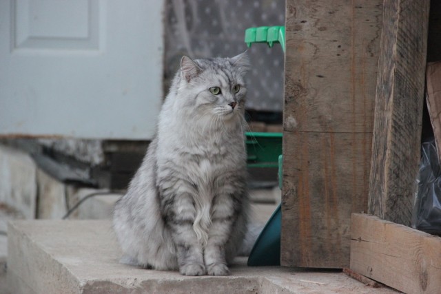 Котовторник  07.05.2013
