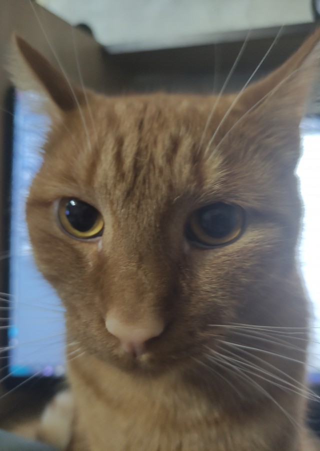 Котовторник 09.04.24