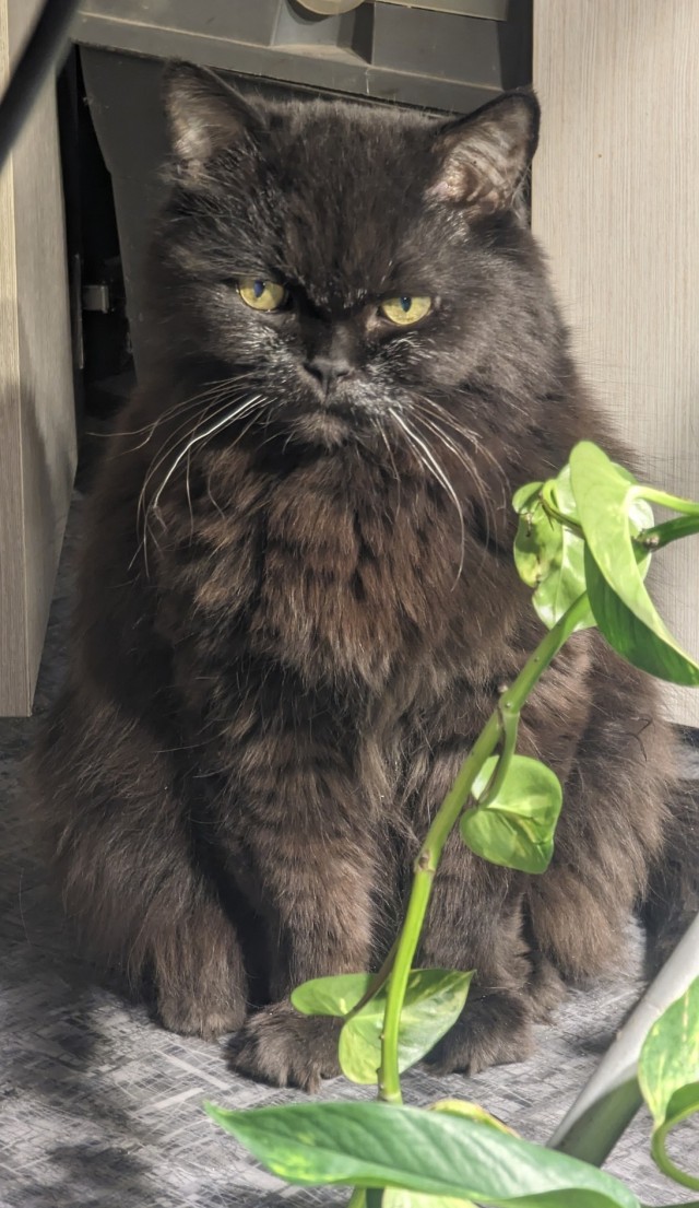 Да просто кот, зовут тоже Кот