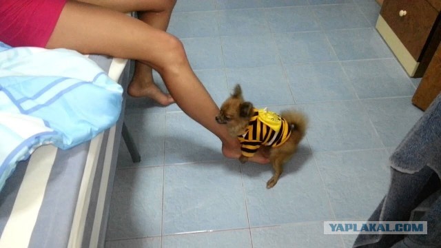 Парень решил проверить, как его любимый пёс отреагирует на внезапное нападение