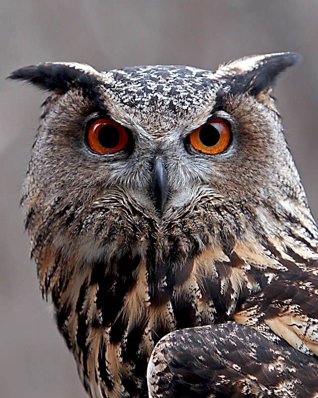 Сова, апокалипсис ждать?!