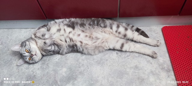 Котовторник