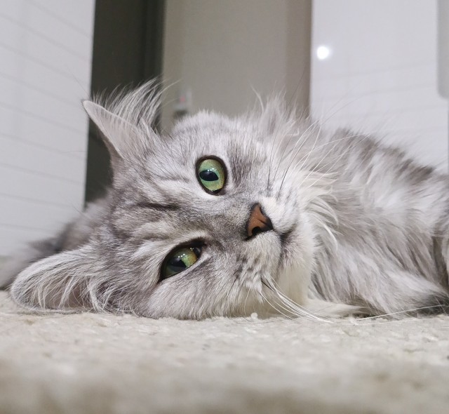 Котовторник