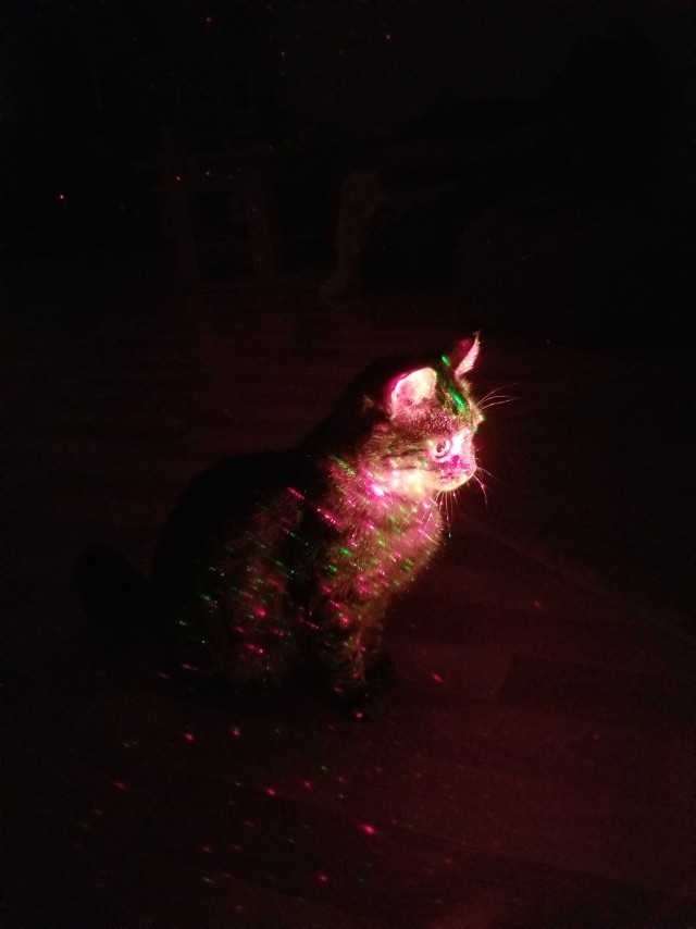 Котовторник же!