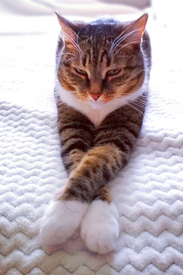 Кошки