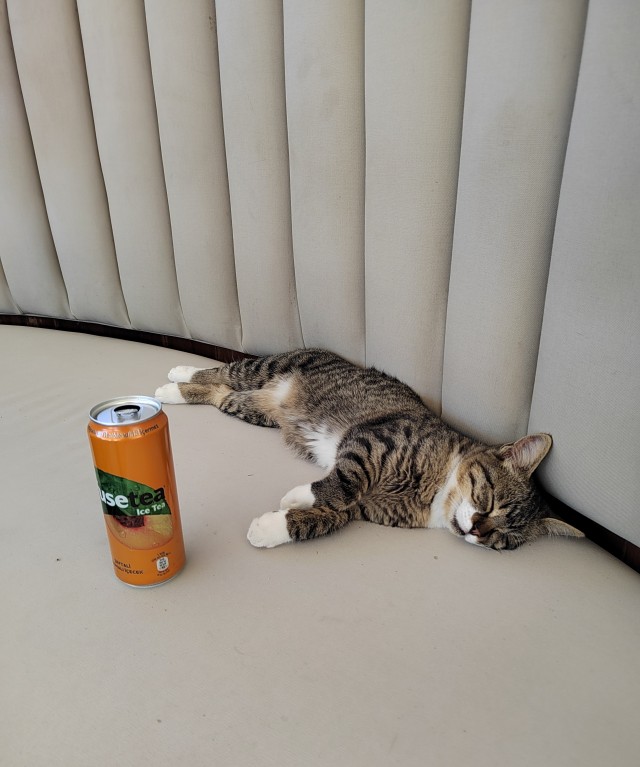 Крымский котик⁠