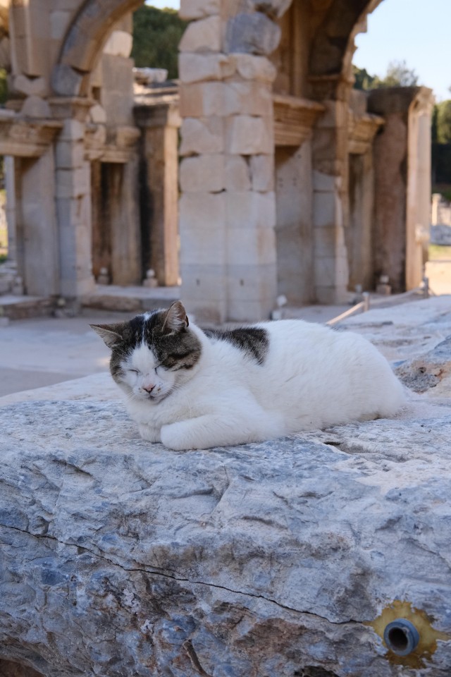 Кошки в Турции