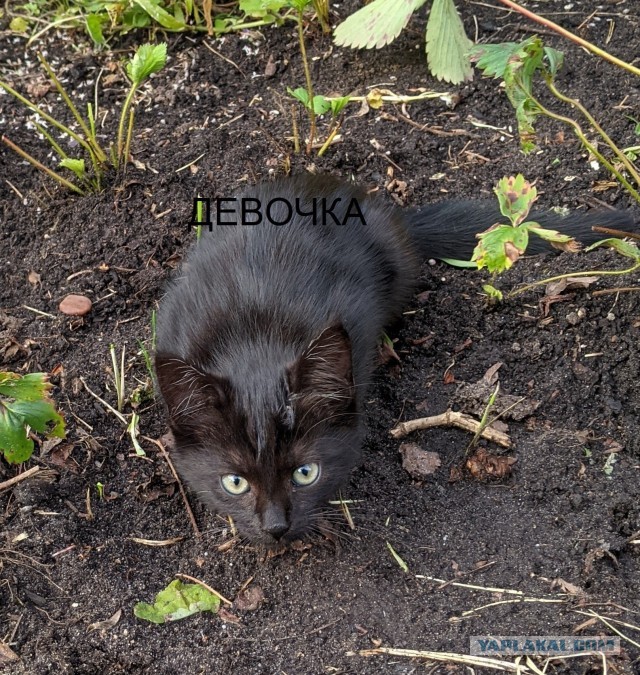 котодети в добрые руки