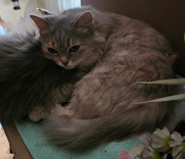 Котики в добрые руки