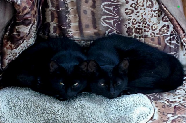 Котовторник же