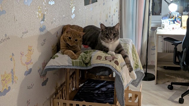 Очередной котовторник