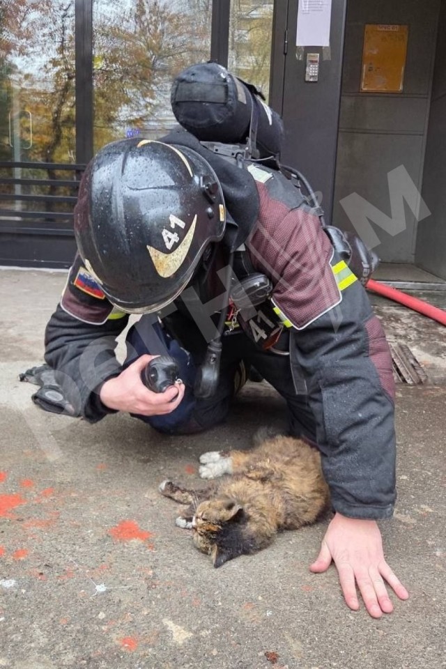 В Москве пожарные спасли из огня и реанимировали 17-летнюю кошку