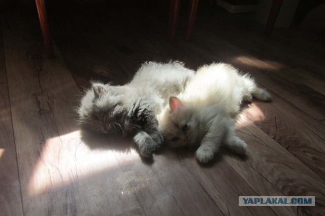 Котовторник 17.06.2014