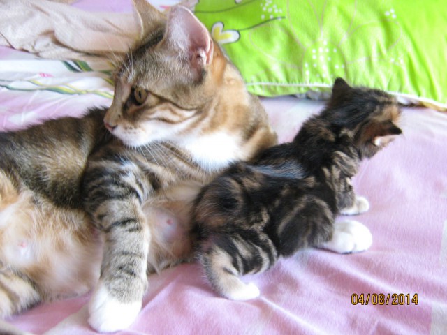 Котовторник 12.08.2014