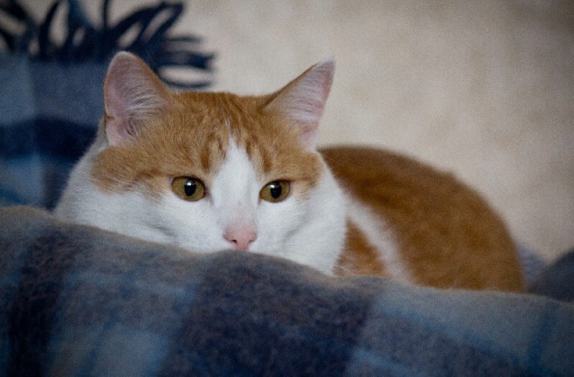 Котовторник 26.08.14.