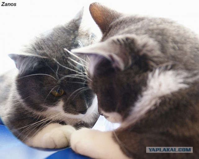 Кошка по имени Мышь